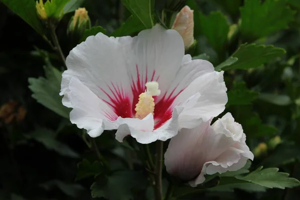 White Red Flower Hibiscus Bush — Stock Photo, Image