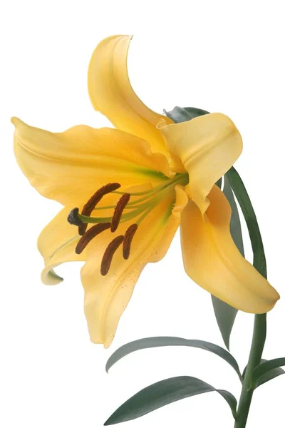 Όμορφα Λουλούδια Του Κρίνου Κοντινό Πλάνο — Φωτογραφία Αρχείου