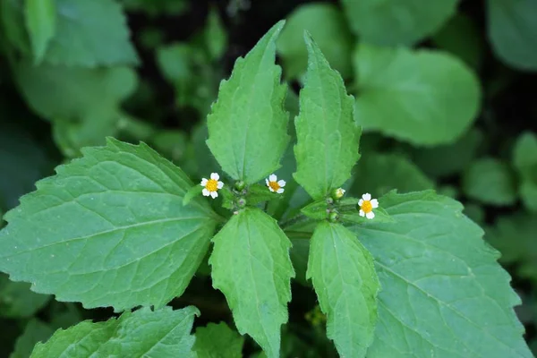 Galinsoga Ciliata Växt Med Små Vita Blommor — Stockfoto