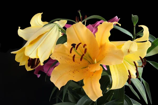 Pretty Flowers Lily Close — Stock Photo, Image