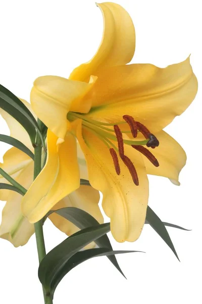 Pretty Flowers Lily Close — Stock Photo, Image