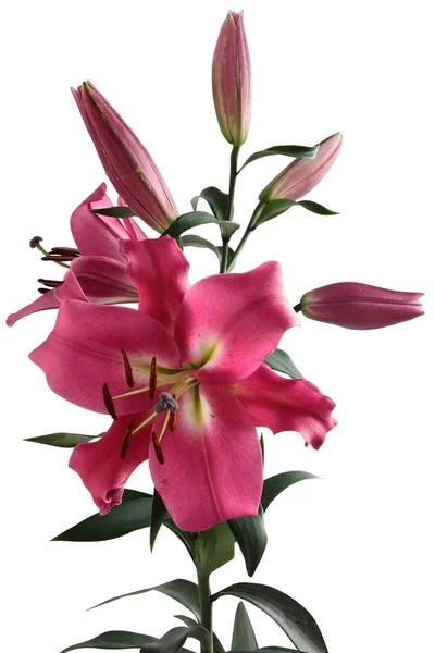 Lily Güzel Çiçekler Yakın Çekim — Stok fotoğraf