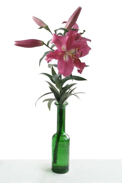 Flores Bonitas Lírio Perto — Fotografia de Stock