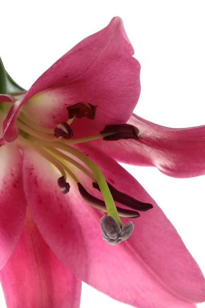 Bunte Lilien Isoliert Aus Nächster Nähe — Stockfoto