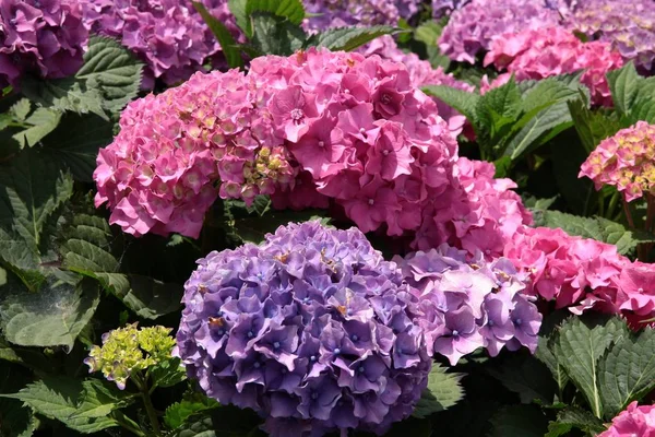 Mooie Bloemen Van Hortensia Bush Een Tuin — Stockfoto