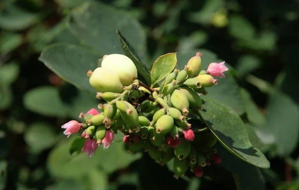 Schneebeerenstrauch Mit Blumen Und Früchten — Stockfoto