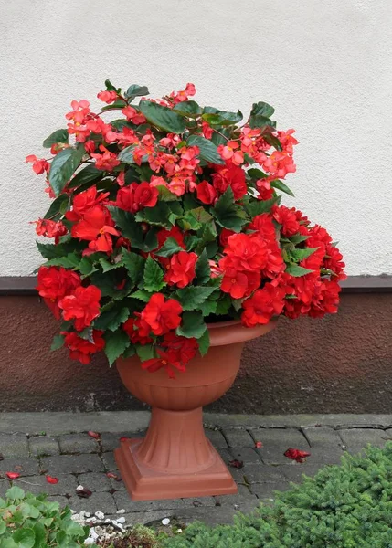 Planta Begonia Roja Con Flores Rojas — Foto de Stock