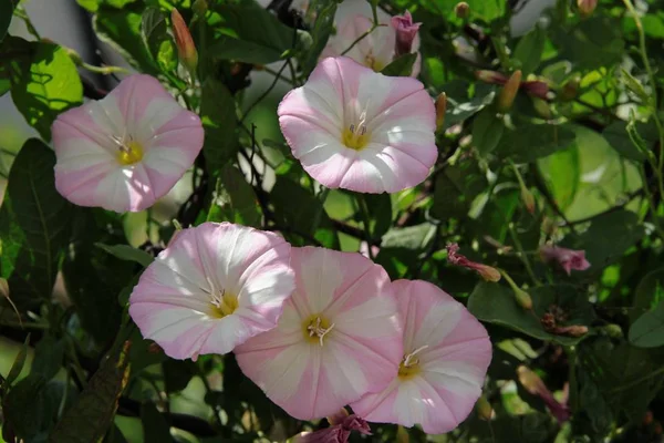 Bitki Tırmanma Vahşi Bitki Gündüzsefası Pembe Beyaz Çiçekler — Stok fotoğraf
