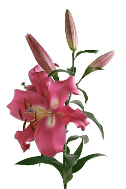 lily güzel çiçekler yakın çekim