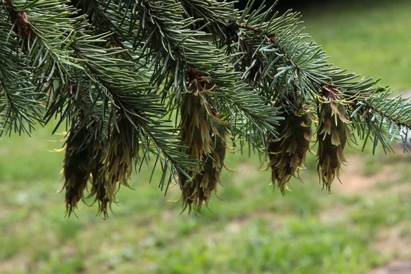 green cones of douglas fir tree