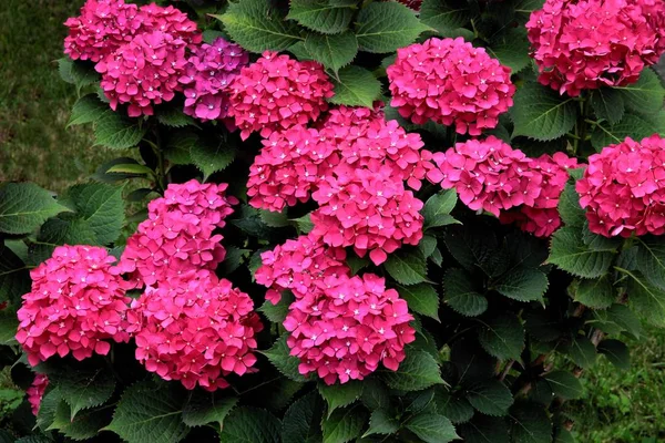 Mooie Bloemen Van Hortensia Bush Een Tuin — Stockfoto