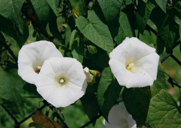 Calystegia sepium tırmanma bitkisinin beyaz çiçekleri yakın