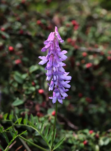 Flores Lila Planta Ervilhaca Perto — Fotografia de Stock