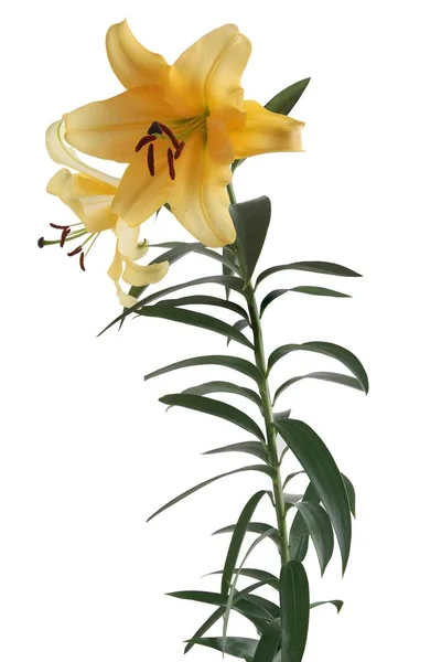 Pretty Lilies Flowers Close — Stock Photo, Image