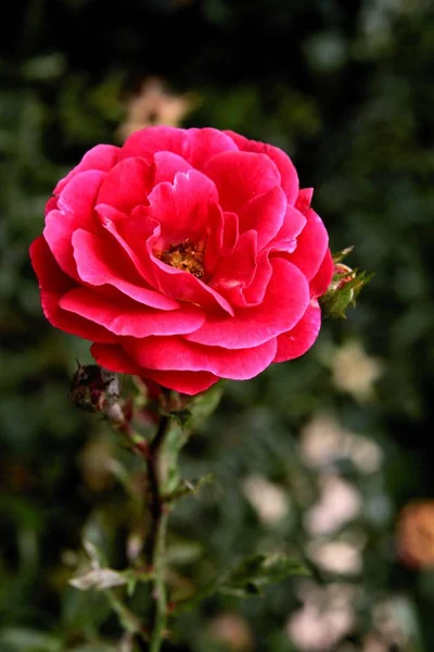 Rosa Roja Cerca — Foto de Stock