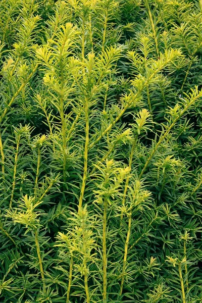 Green Growing Needles Yew Tree — Stock Photo, Image