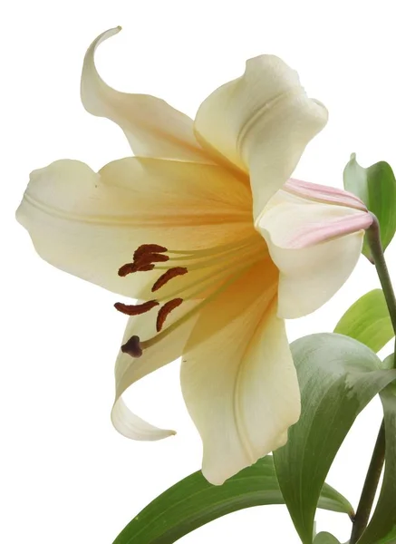 Pretty Lilies Flowers Close — Stock Photo, Image