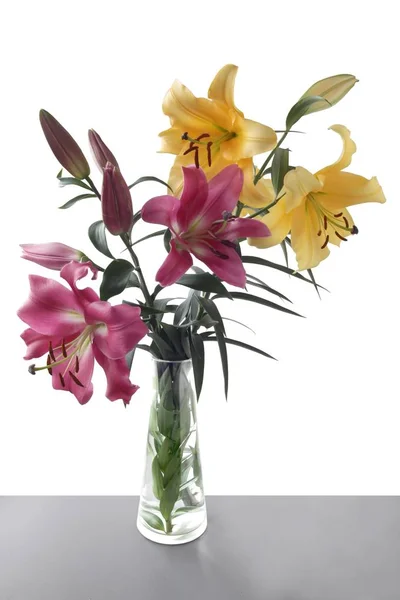 Bonito Lirios Flores Cerca —  Fotos de Stock