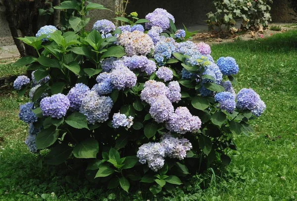 Mooie Bloemen Van Hortensia Bush Een Tuin — Stockfoto