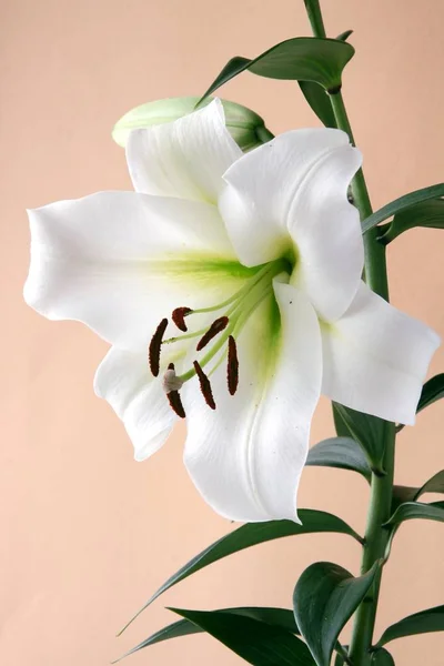 Красиві Квіти Лілій Крупним Планом — стокове фото