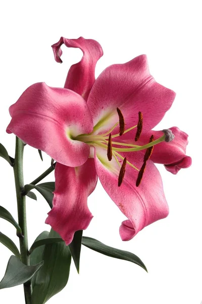 Hübsche Blume Der Lilie Aus Nächster Nähe — Stockfoto