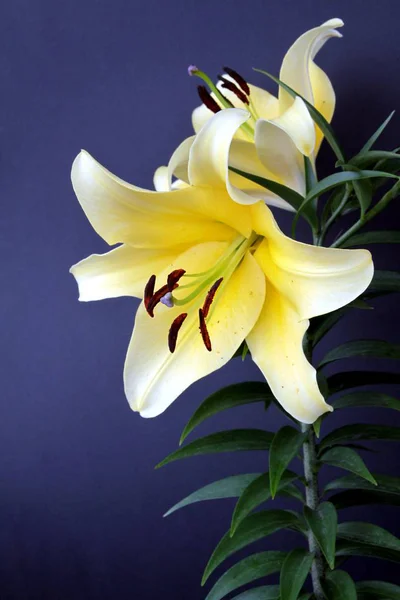 Pretty Flower Lily Close — Stock Photo, Image