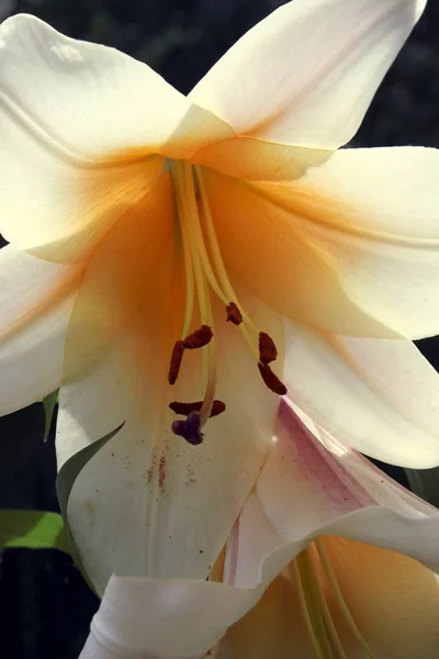 Szép Virág Liliom Közelről — Stock Fotó
