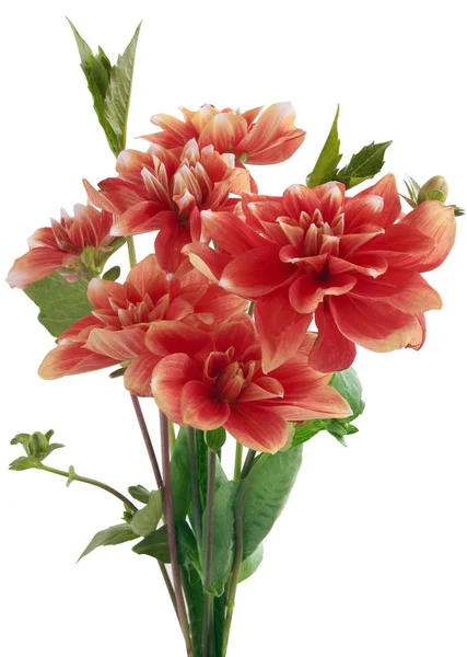 Bonitas Flores Dalias Jardín — Foto de Stock