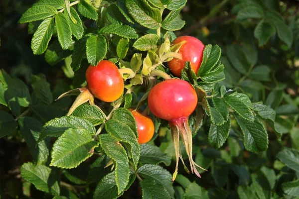 Fruits Rouges Mûrs Rosa Canina — Photo