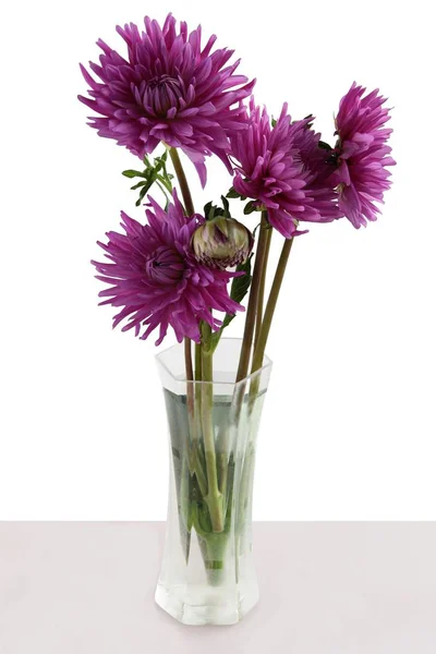 Pretty Purple Dahlia Flower Close — Stock Photo, Image