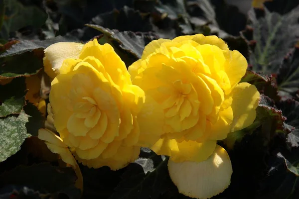 Flores Amarelas Fábrica Begônia Perto — Fotografia de Stock