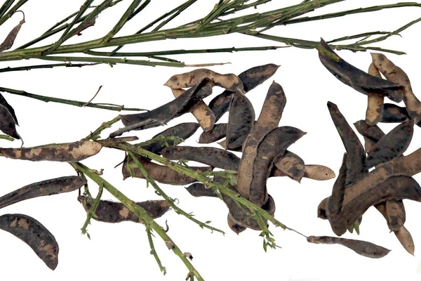 Łuski Nasiona Roślin Dzikich Scoth Miotła Bliska — Zdjęcie stockowe