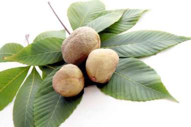 meyve ve pembe kestane ağacının yaprak kapat