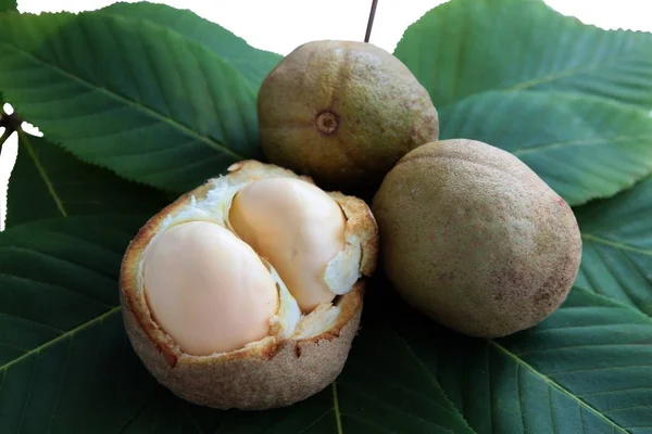 Fruto Hoja Castaño Rosa Cerca — Foto de Stock