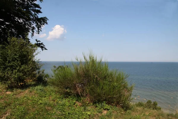 Liggande Baltiska Havet Växter Träd Och Sunset — Stockfoto