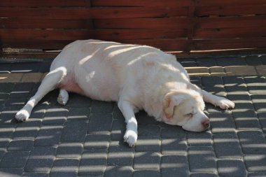 beyaz, büyük köpek uyku ve dinlenme