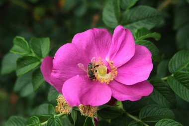 yabani gül-Rosa canina Mor çiçek yakın çekim