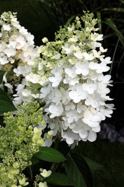 Beyaz ortanca çiçek yakın çekim