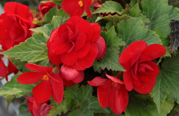 Red Begony Plant Close — Stock Photo, Image