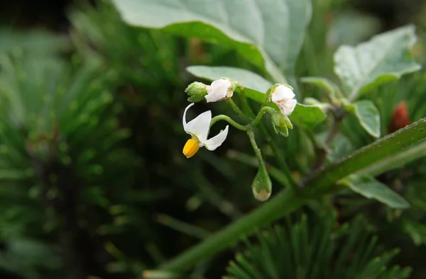 White Small Flowers Black Nightshide Wild Plant Close — стоковое фото