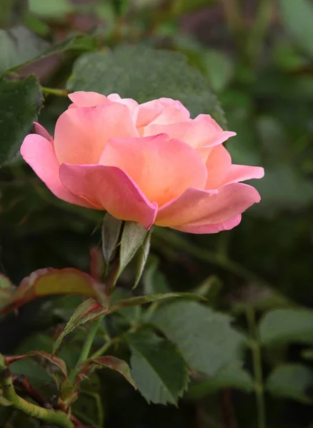 Bonita Flor Rosa Rosa Cerca —  Fotos de Stock