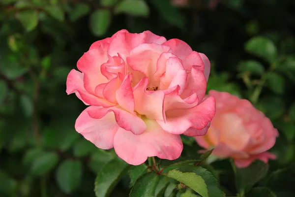 漂亮的粉红色玫瑰的花关闭 — 图库照片