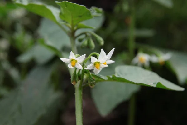 Nightshide 野生植物の白い 小さな花をクローズ アップ — ストック写真