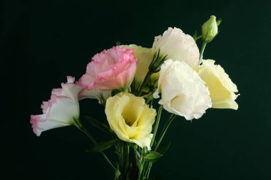 eustoma bitkisinin pembe çiçekleri, yakın