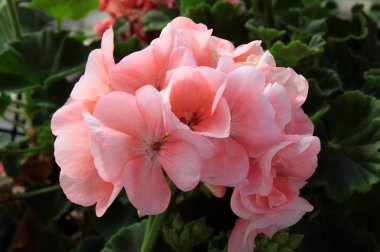 Sardunya çiçekleri kırmızı ve pembe yakın çekim