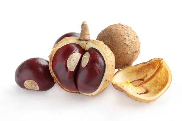 Fruits Aesculus Glabra Tree — Stock Photo, Image