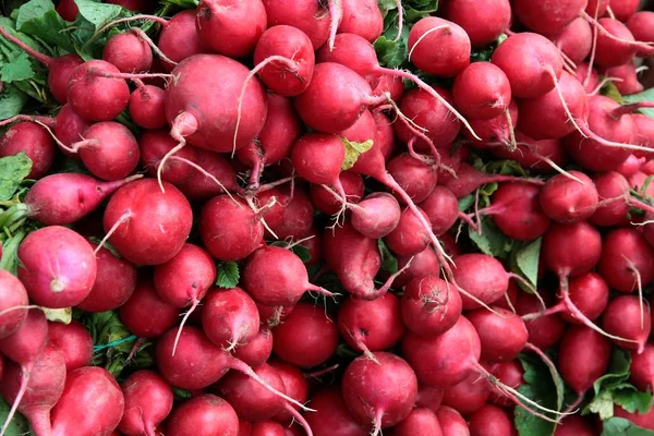 red,tasty roots of radish vegetable