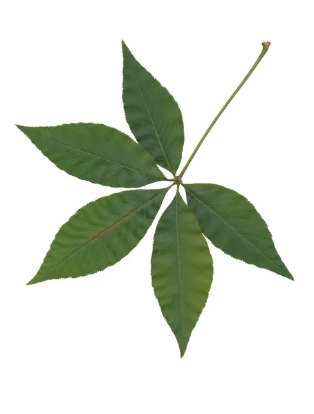 Green Leaf Aesculus Glabra Tree — Stock Photo, Image