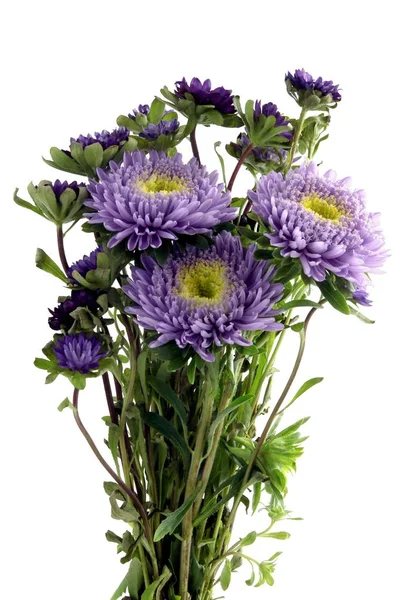 波兹的漂亮紫苑关闭 — 图库照片