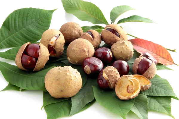 Frutos Semillas Marrones Castaño Indias — Foto de Stock